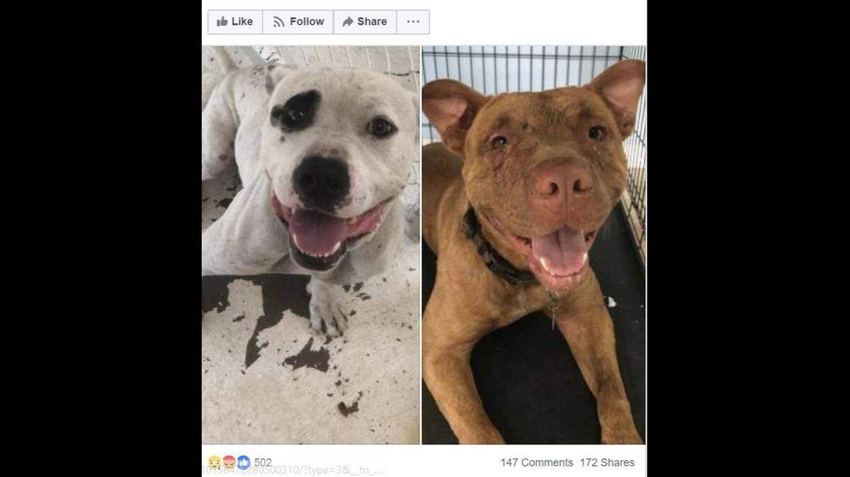 This screenshot from the Saint Frances Animal Center shows two dogs that were evacuated from South Carolina during Hurricane Florence who were shot and killed.