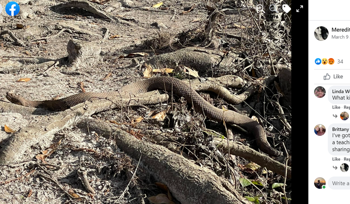 Another angle of the snake spotted at Jeffries Creek Park.