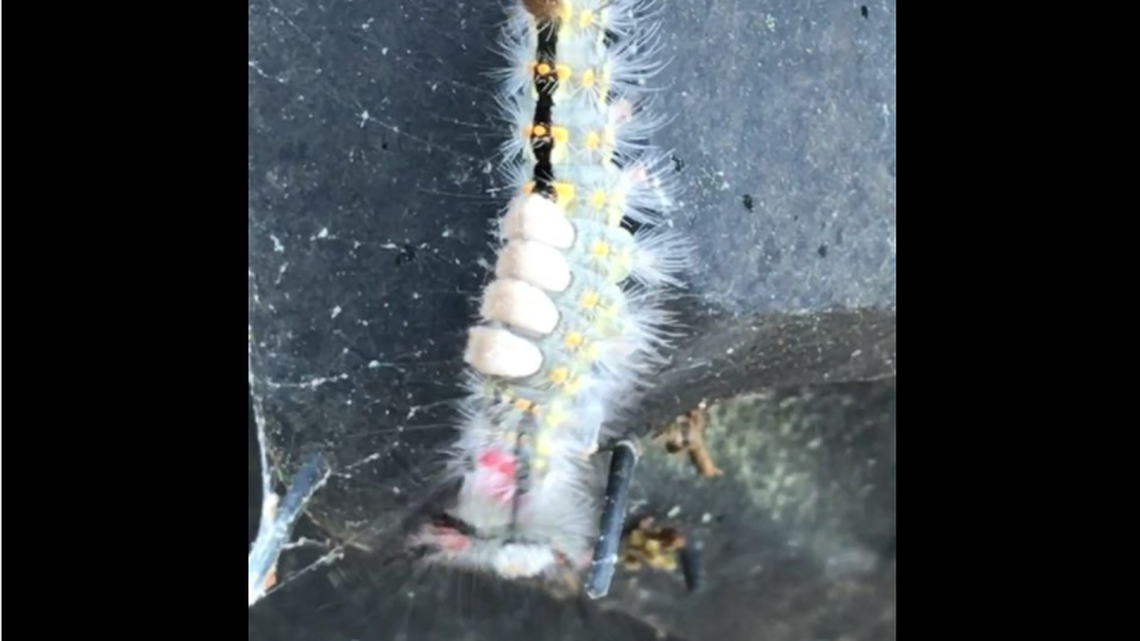 South Carolina video captures a caterpillar launch itself away.