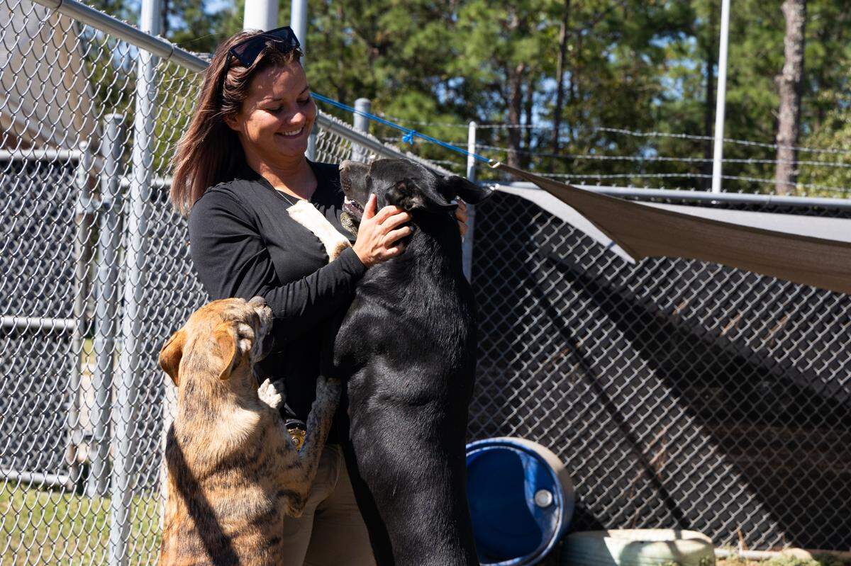 Brittany Jones, director and chief of enforcement and sheltering, plays with adoptable dogs at Lexington County Animal Services on Thursday, October 10, 2024.