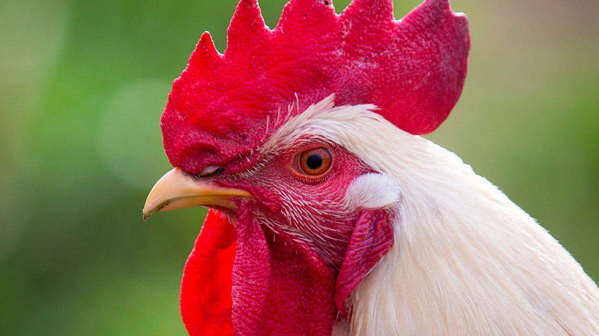 Several people were arrested after a cock-fighting bust, South Carolina officials said. This file photo was taken in 2019.