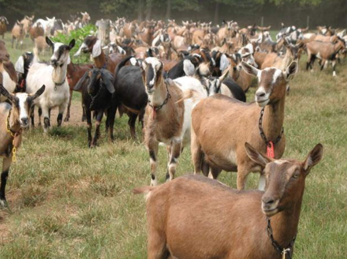 Goats at Split Creek Farm near Anderson, SC