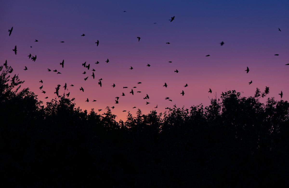 Purple Martins flock to Bomb Island on Lake Murray nightly during the months of July and August. The birds were first noticed roosting on the island in 1988.
