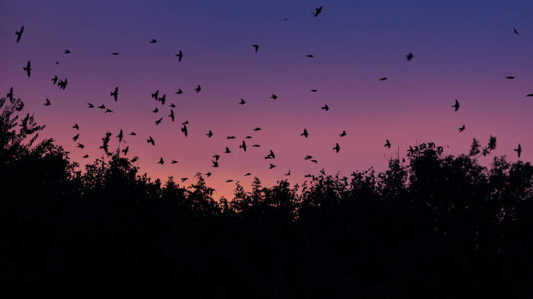Purple martins call Lake Murray home. How to see them before the season is up