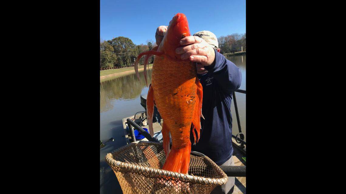 Parks and Recreation officials discovered a 9-pound goldfish living in Oak Grove Lake in South Carolina during recent testing. “He’s in a healthy lake and he’s happy,” said Ty Houck, director of greenways, natural and historic resources for the Greenville County Department of Parks, Recreation and Tourism.