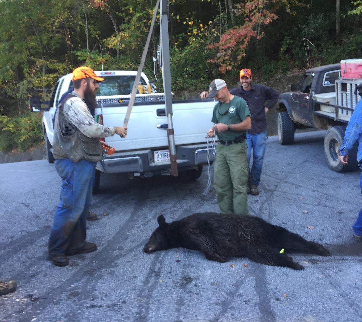 Hunters killed this black bear at Lake Tugaloo in the southern Appalachian Mountains of South Carolina in 2016. Bear hunting is legal in the Palmetto State and is considered a tradition, despite complaints from animal welfare groups.