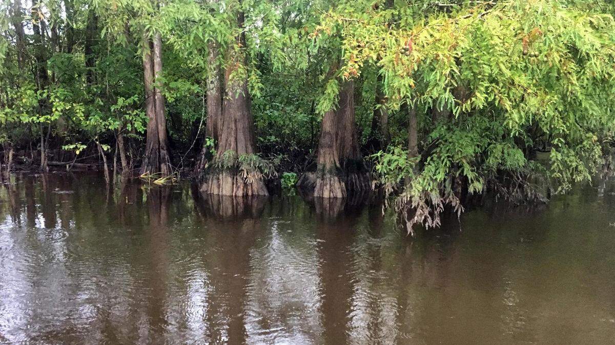 Warm brackish coastal water contains vibrio, a toxic microbe that can infect cuts and make people sick who eat raw shellfish containing the organism.