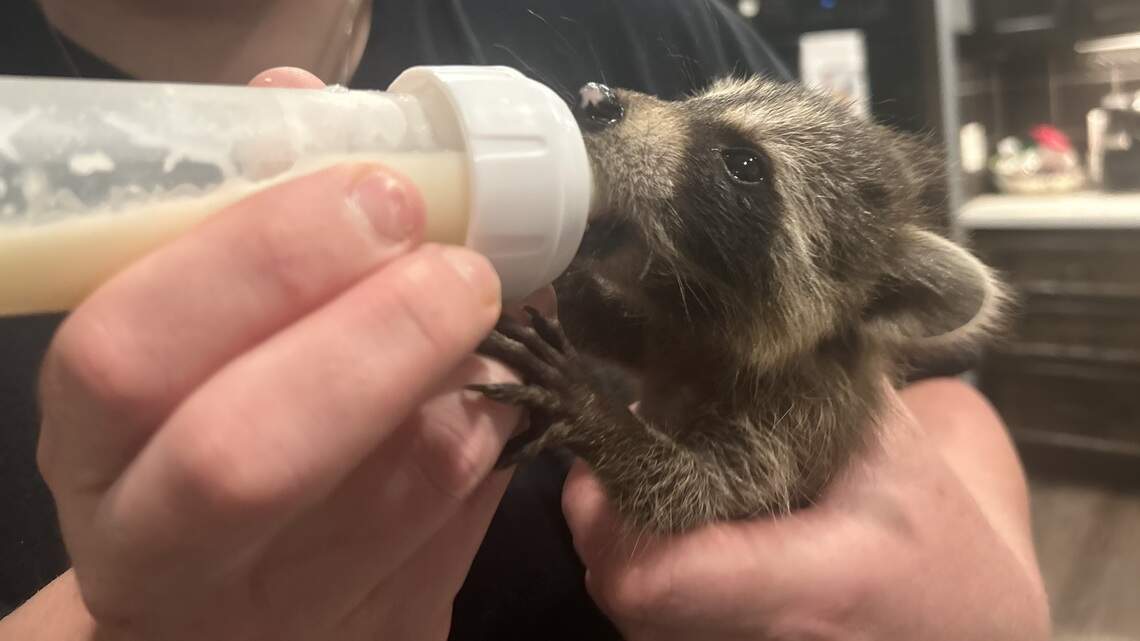 Found an injured animal? Independent wildlife rescue fills gap in animal care