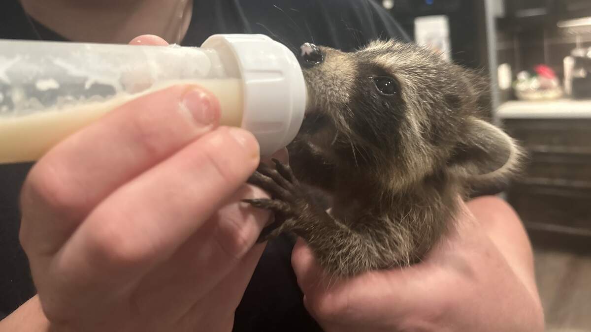 Woman feeds baby raccoon.
