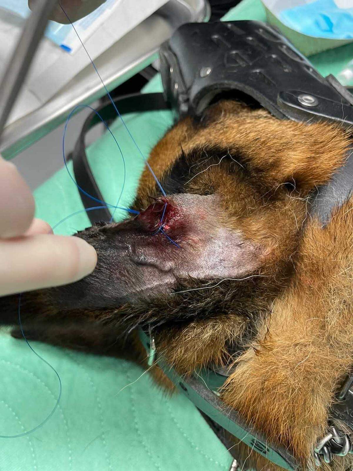 Richland County Sheriff K9 Kiro was treated for a gunshot wound to his ear, sustained while pursuing a suspect accused of car theft on May 21, 2025.