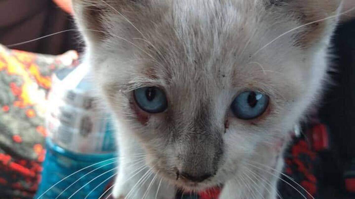 People are throwing kittens from moving cars on bridge and highway, NC sheriff says
