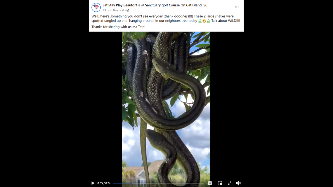 Video of the two slithering and gnawing each other as they hung from a branch was shared on Facebook by the community group Eat Stay Play Beaufort, and it has been viewed nearly 30,000 times. 