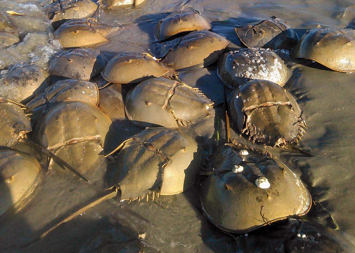 Horseshoe crabs are considered public trust resources, which means they are preserved by the government for public use.