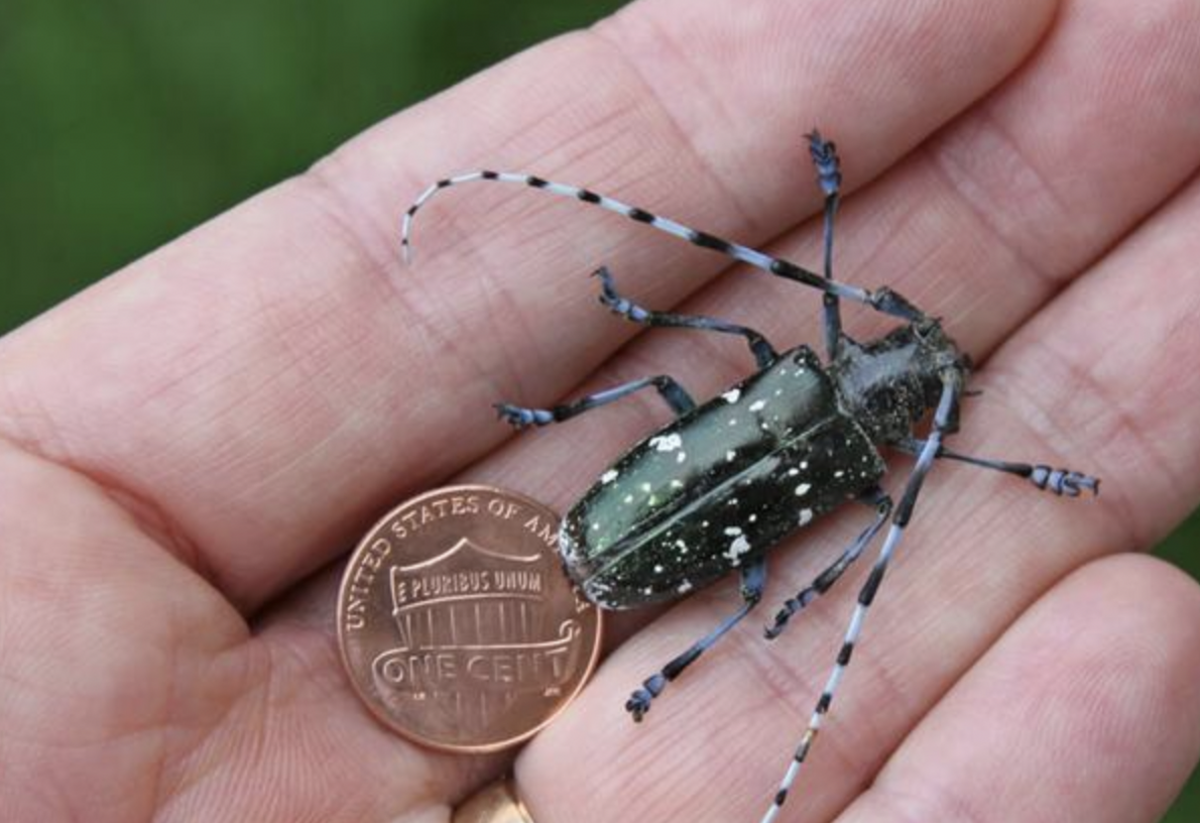 An adult Asian longhorned beetle.