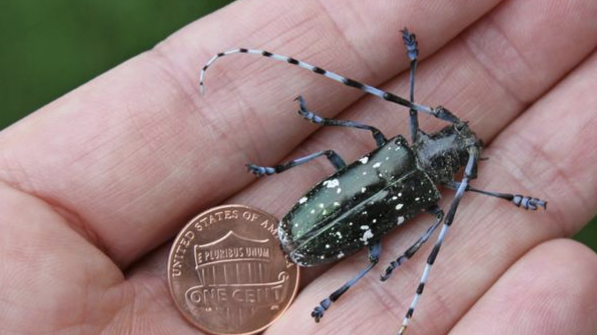 An image of the Asian longhorned beetle compared to the size of a penny.