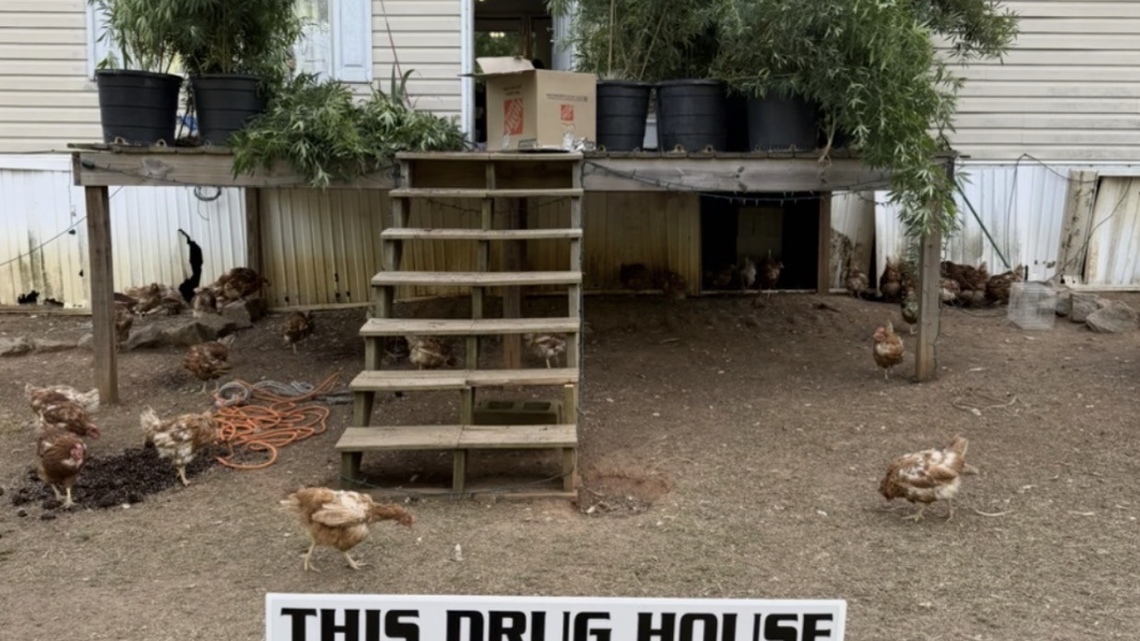 1,000 malnourished chickens, dogs without water and 42 pot plants were found at rural Clinton, SC, home.