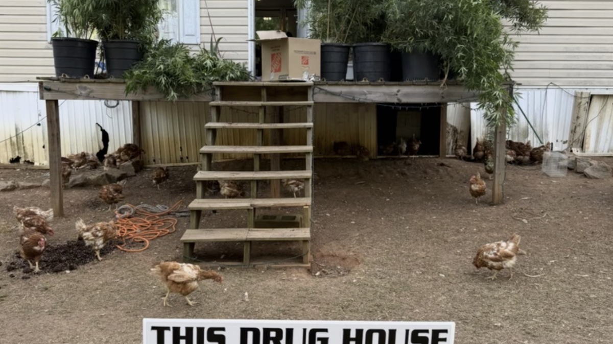 1,000 malnourished chickens, dogs without water and 42 pot plants were found at rural Clinton, SC, home.