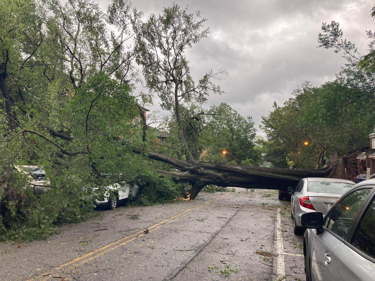 Hurricane Helene toppled this tree on Greene Street near the University of South Carolina campus early on Friday Sept. 27, 2024. It blocked the street and smashed cars parked there.