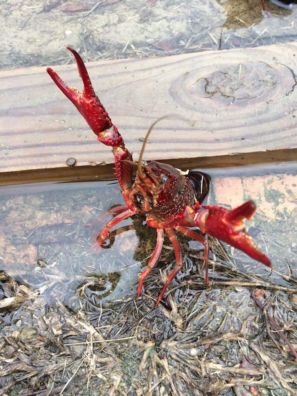 Crawfish infested a yard in Lake Murray following Hurricane Michael.