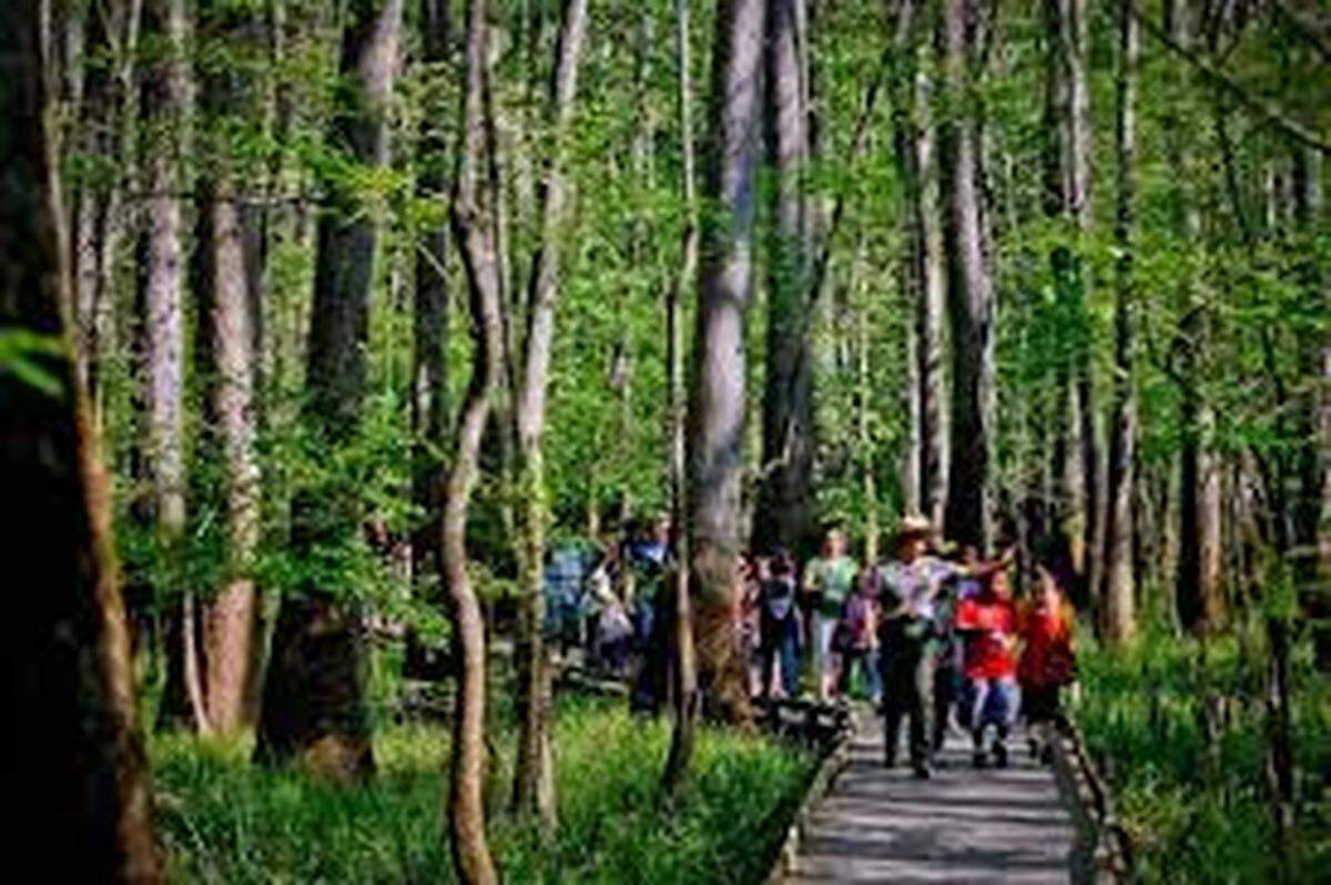 Congaree National Park near Columbia. Park rangers lead tours along the park’s trails and its boardwalk.