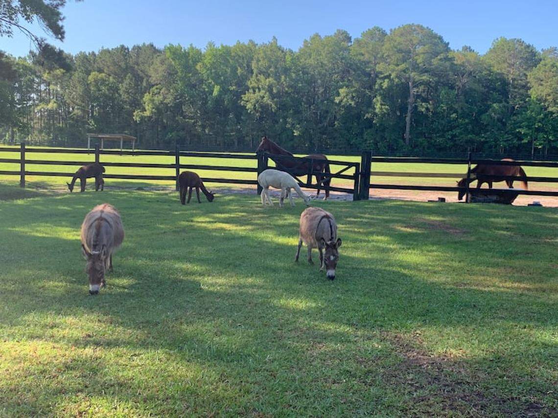 A farm is home to the top-ranked Airbnb host in South Carolina, the company said.