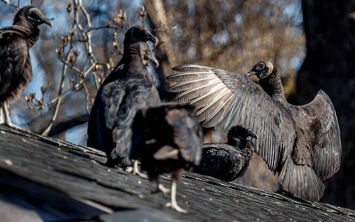 Vultlures roost on houses and trees in the Riverland Park neighborhood in Cayce on Monday, Jan. 24 2022.