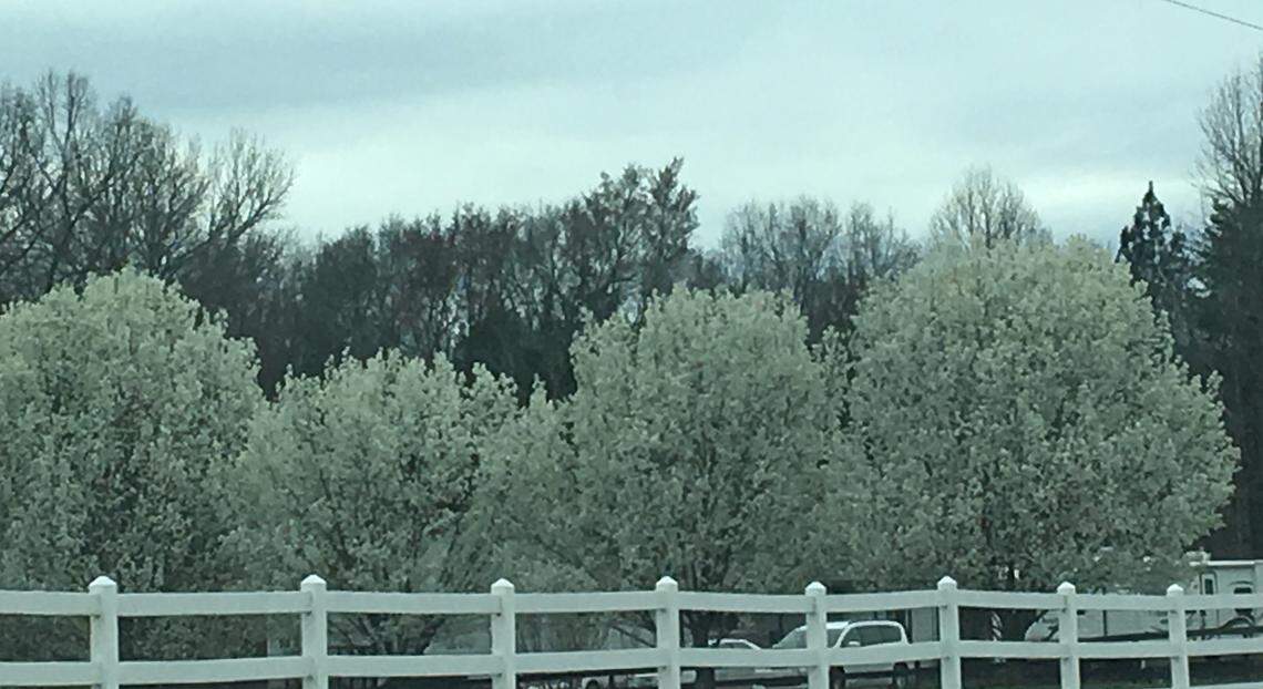 Bradford pear trees are invasive species that are spreading across the SC countryside, according to the state Forestry Commission.