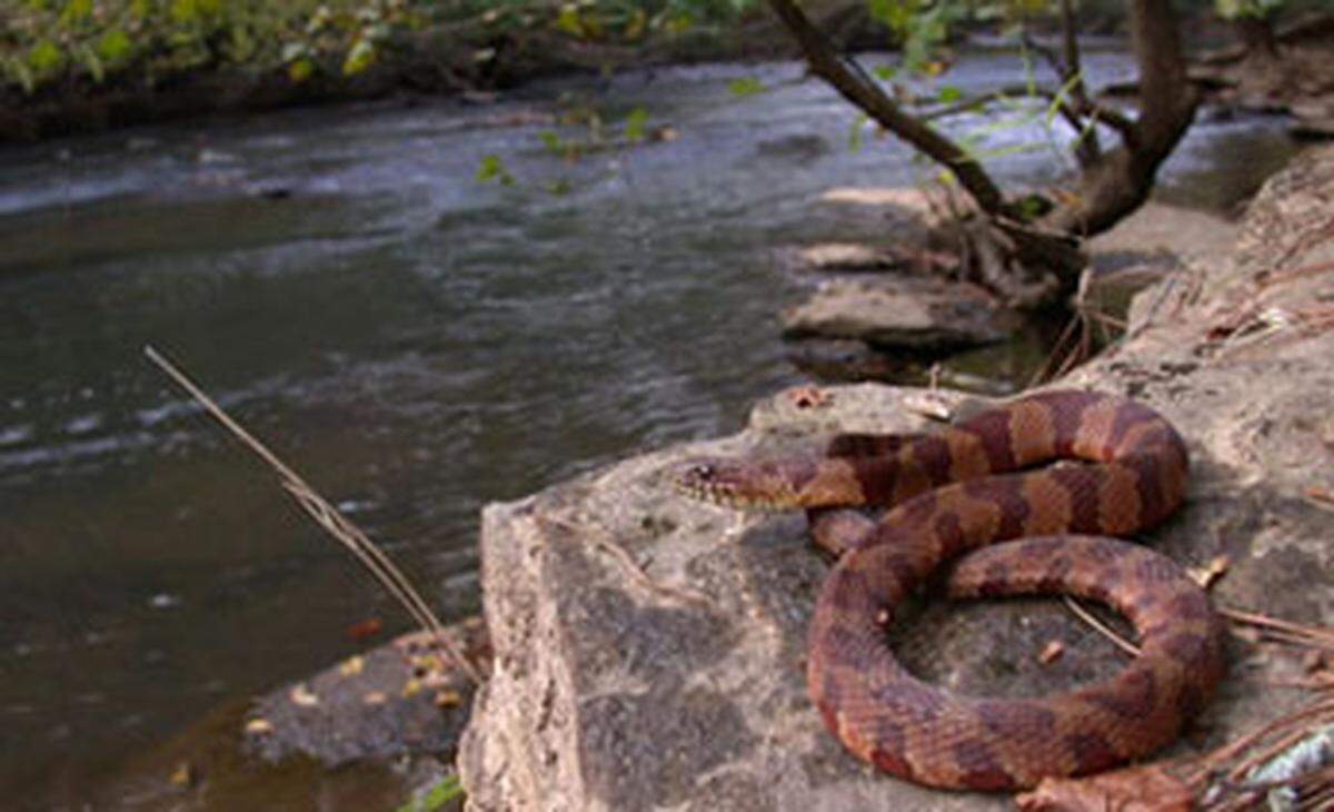 An image of a northern water snake.