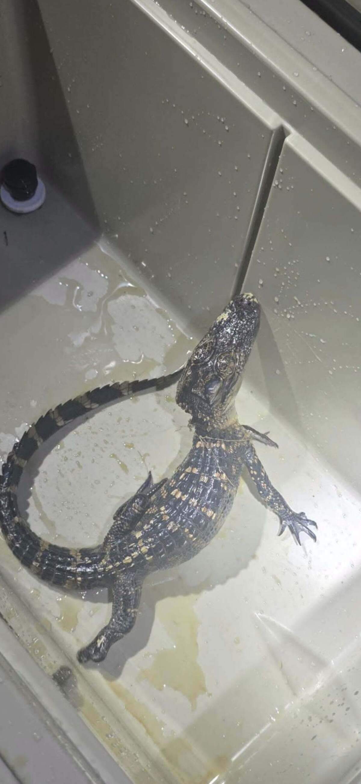 A baby alligator was found in a ditch.