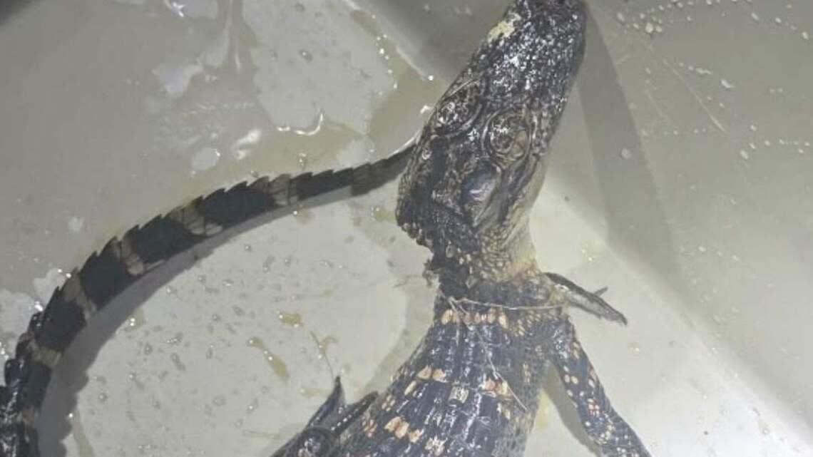 Attention all momma alligators and exotic pet owners. A baby gator found in SC