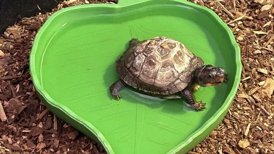 Michelle, a special needs Eastern box turtle, is missing from Conestee Nature Preserve.