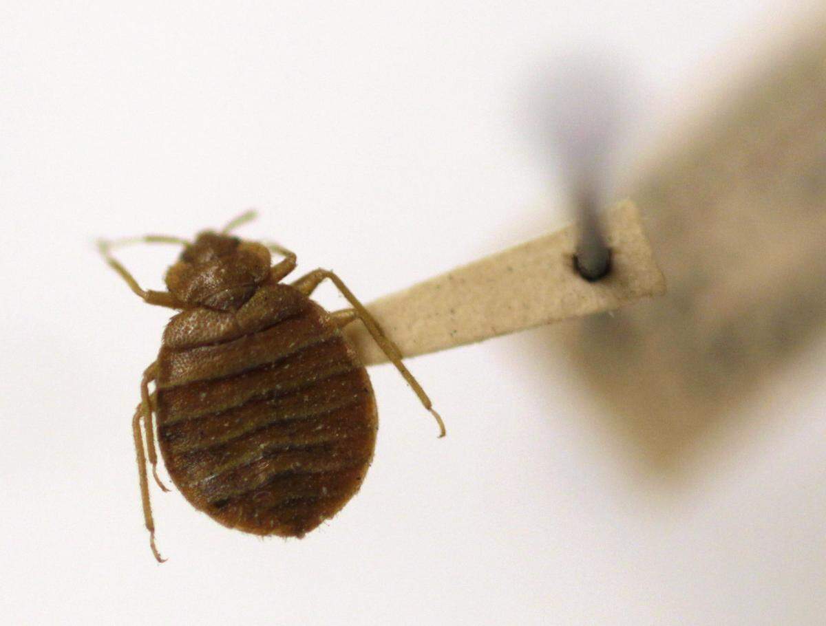 File In this Wednesday, March 30, 2011 file photo, A bed bug is displayed at the Smithsonian Institution National Museum of Natural History in Washington.