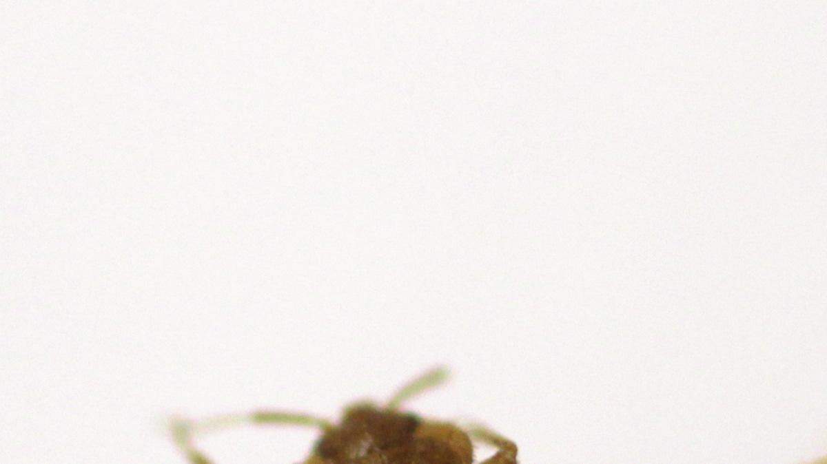 A woman visiting Myrtle Beach this summer is suing the hotel where she stayed after she was bitten by bed bugs, a lawsuit states.