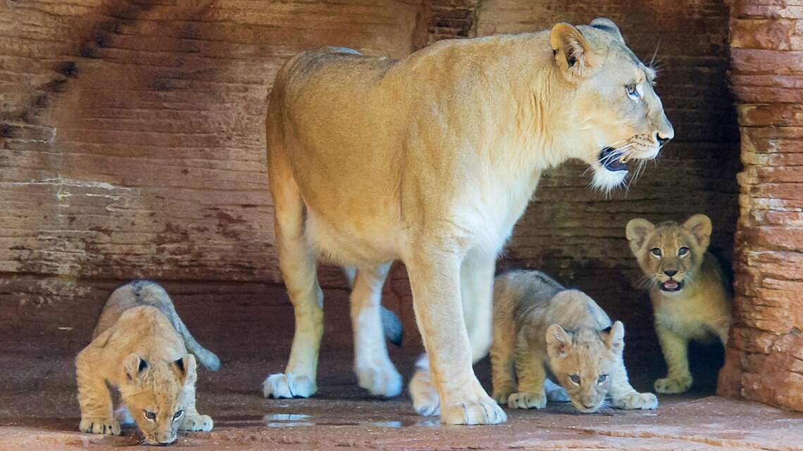 Lion cubs make their unofficial public debut at Riverbanks Zoo