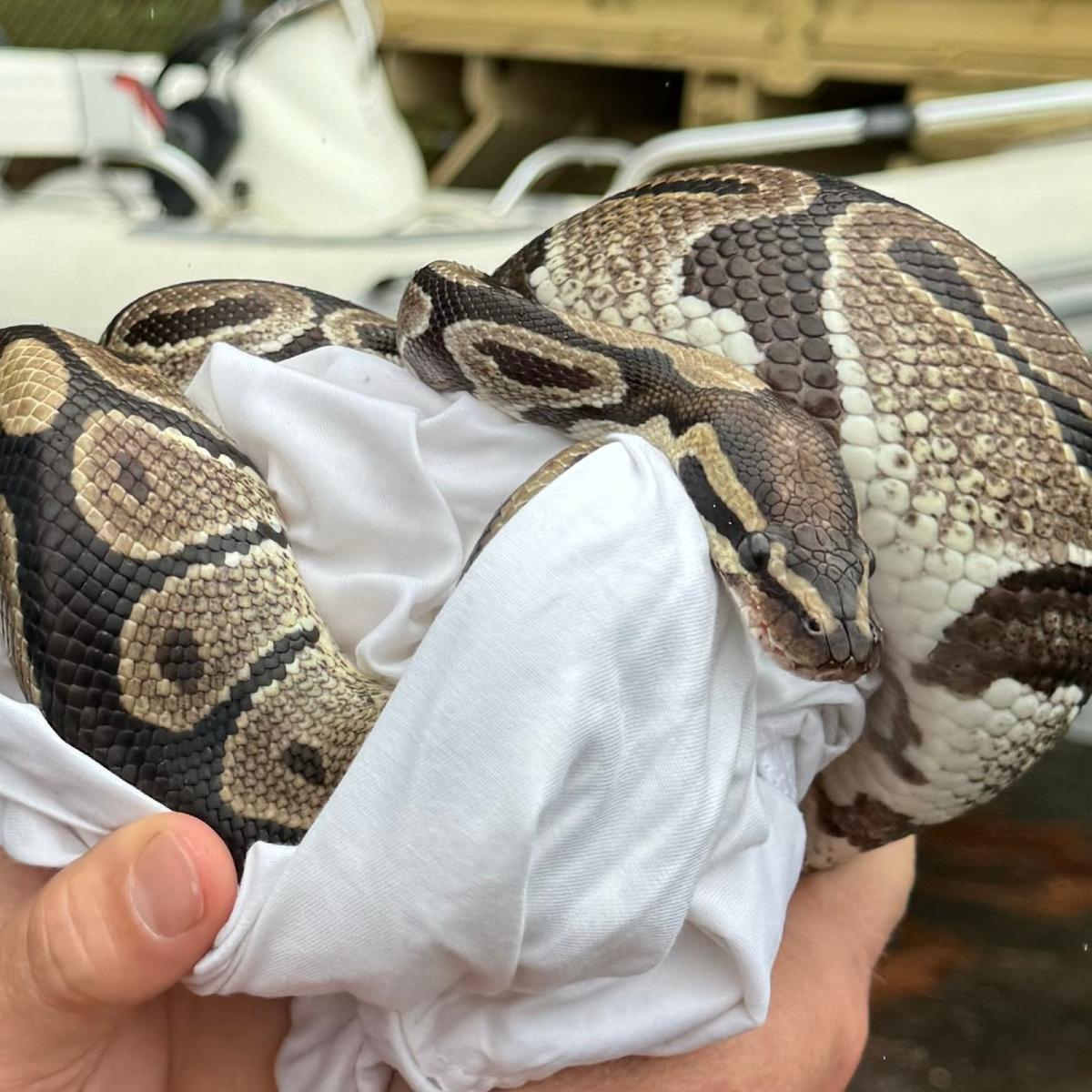 A ball python was found in the bathroom of an apartment in Columbia, according to the Richland County Sheriff’s Department.