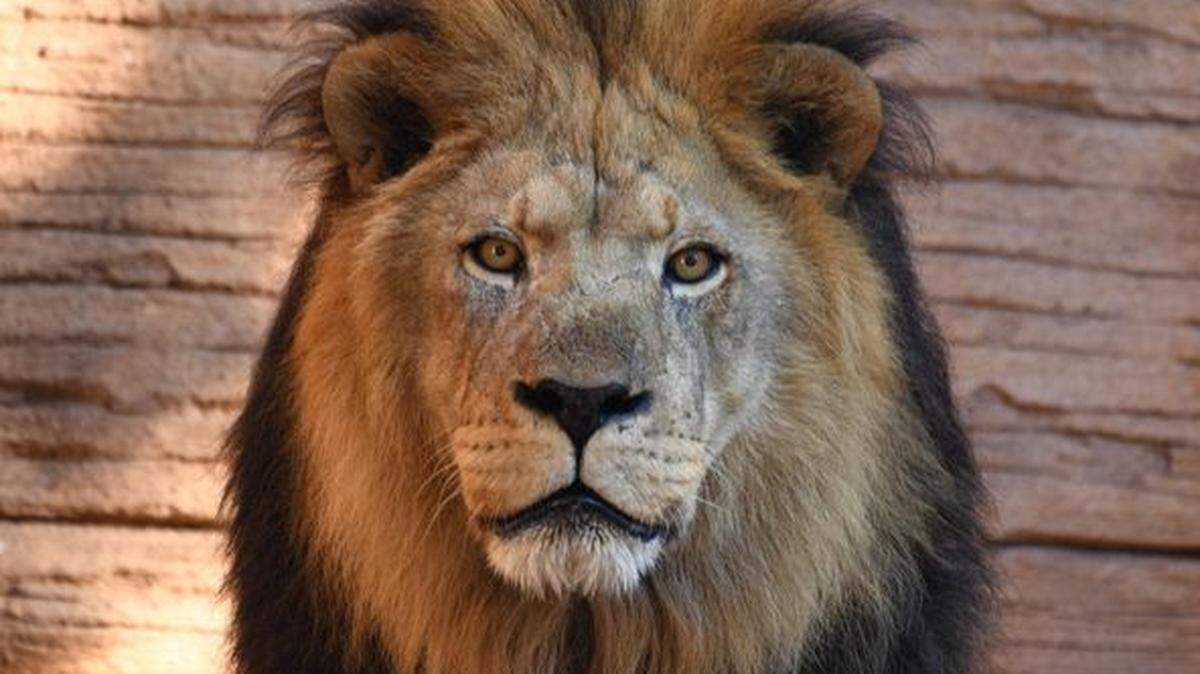 Zuri, one of Riverbanks Zoo’s mainstays, has died. He was known for his daily roars.