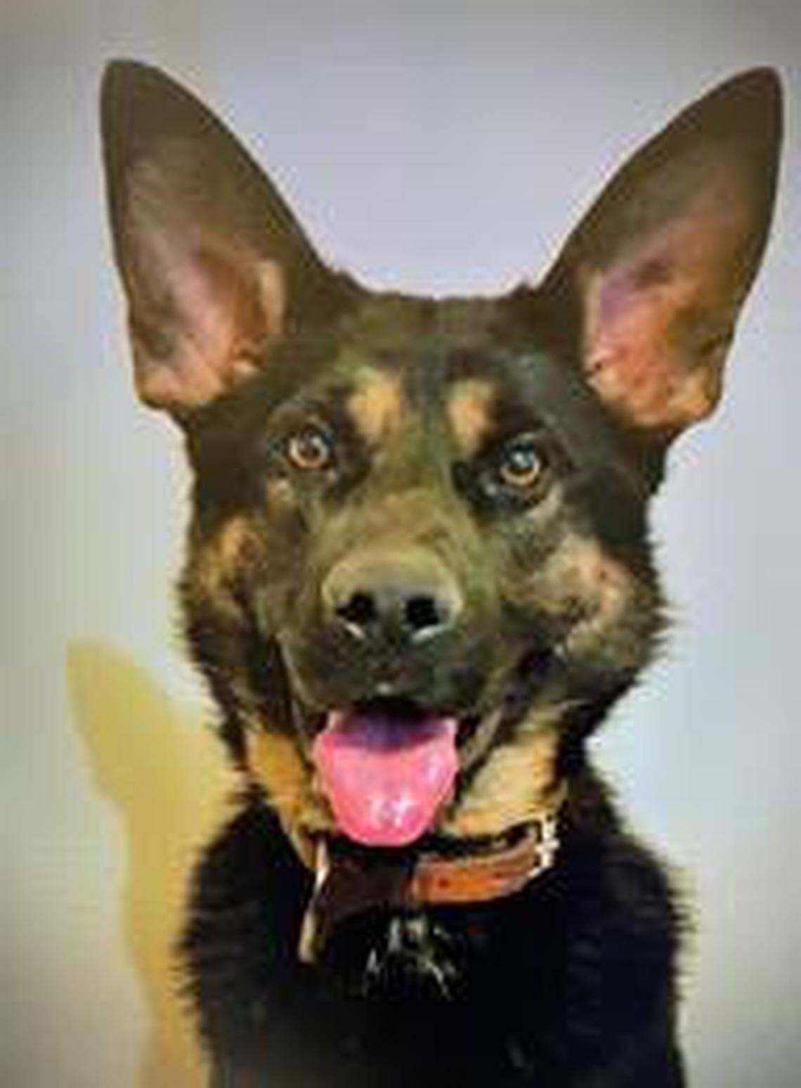 Carlos is the a specially trained firearm detecting dog now patrolling Columbiana Centre.