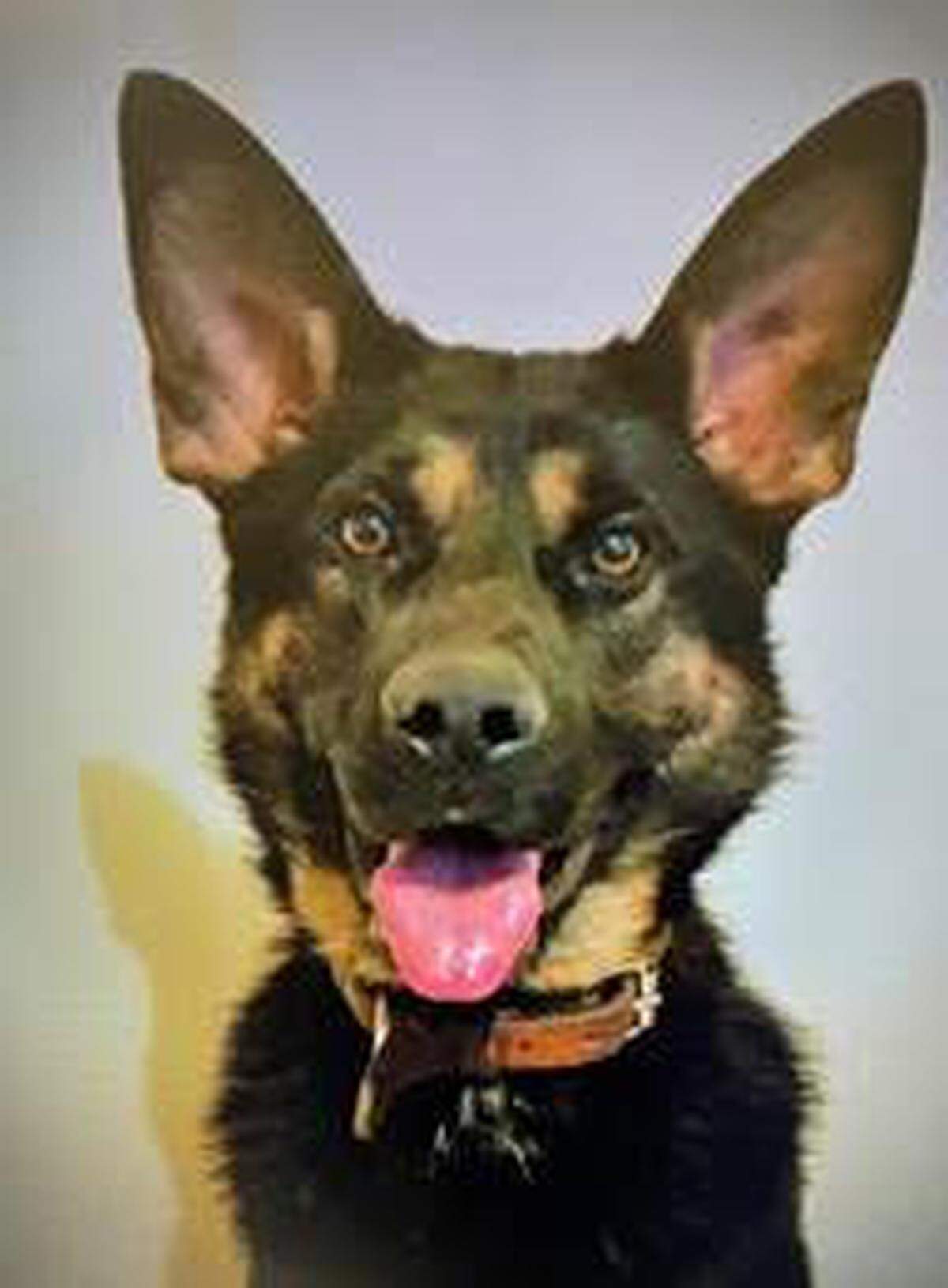 Carlos is the a specially trained firearm detecting dog now patrolling Carolina Place mall in Charlotte and Columbiana Centre in Columbia, S.C., both owned by Brookfield Properties.