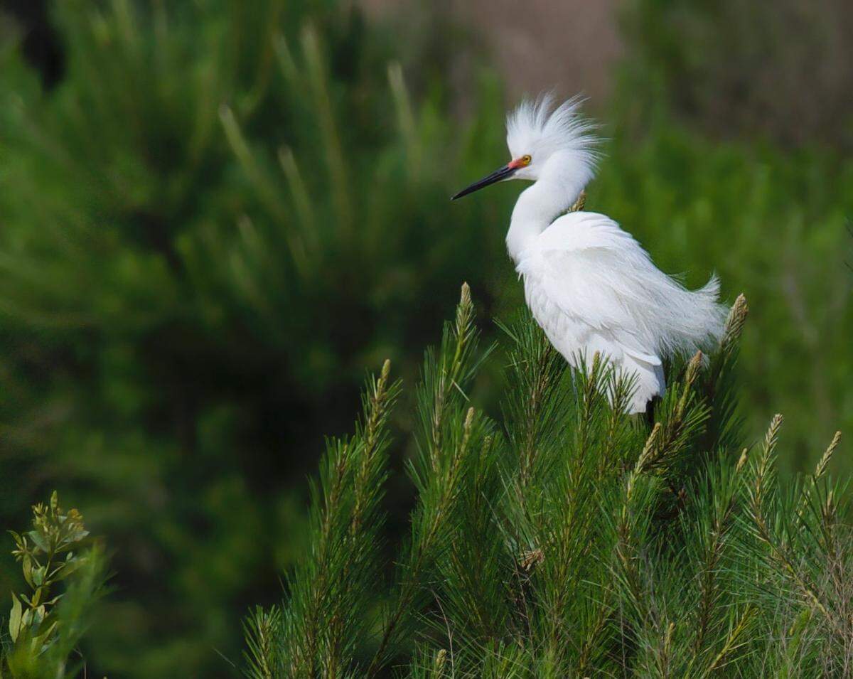 A submitted photo of a snowy egret in the mid-island tract on Hilton Head Island.