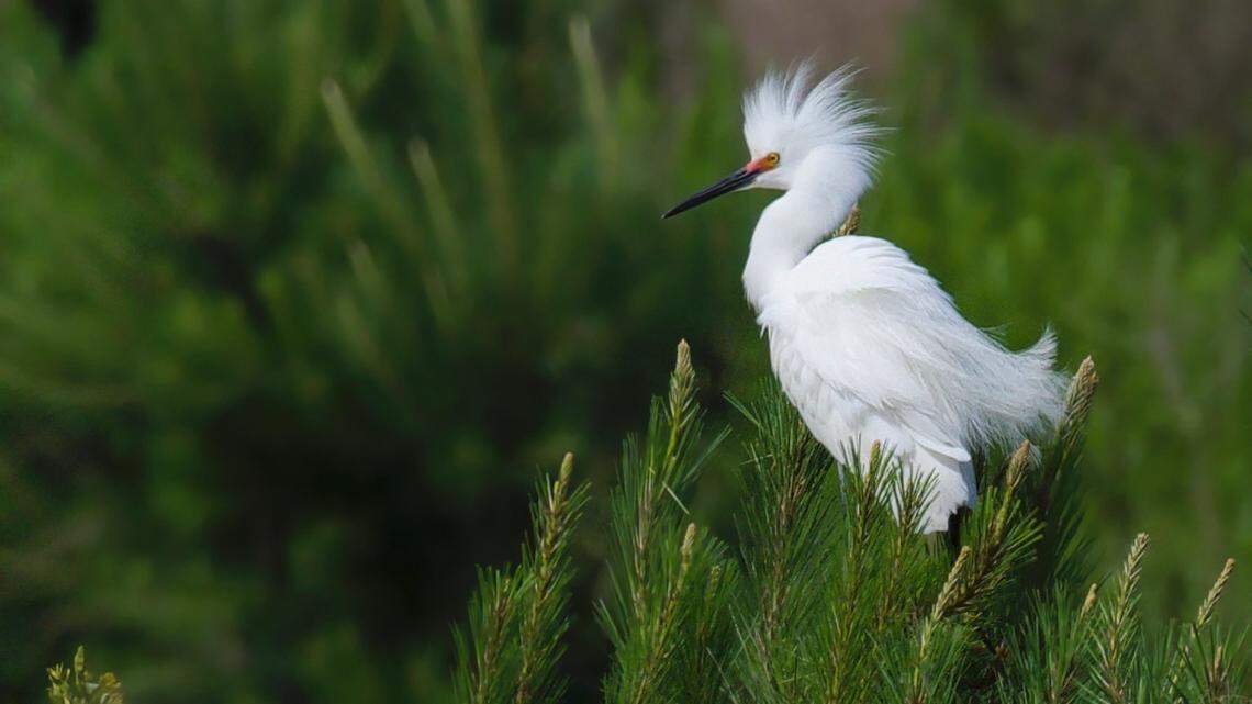 Submitted photo of snowy egret in Mid-Island Tract on Hilton Head Island.