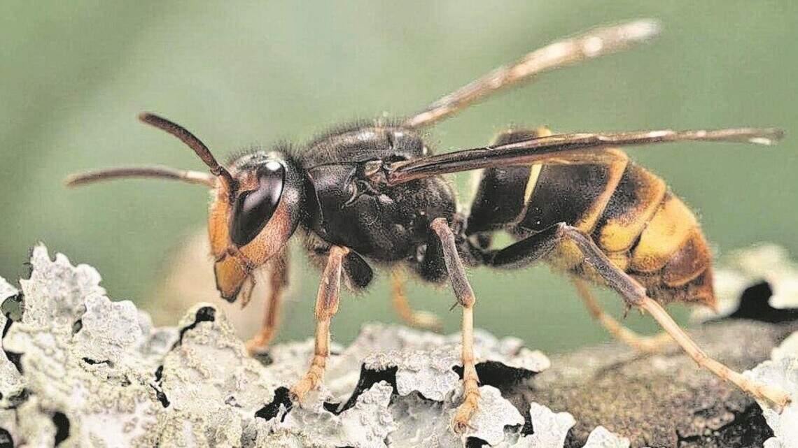 Invasive species have been spreading throughout SC. What to know