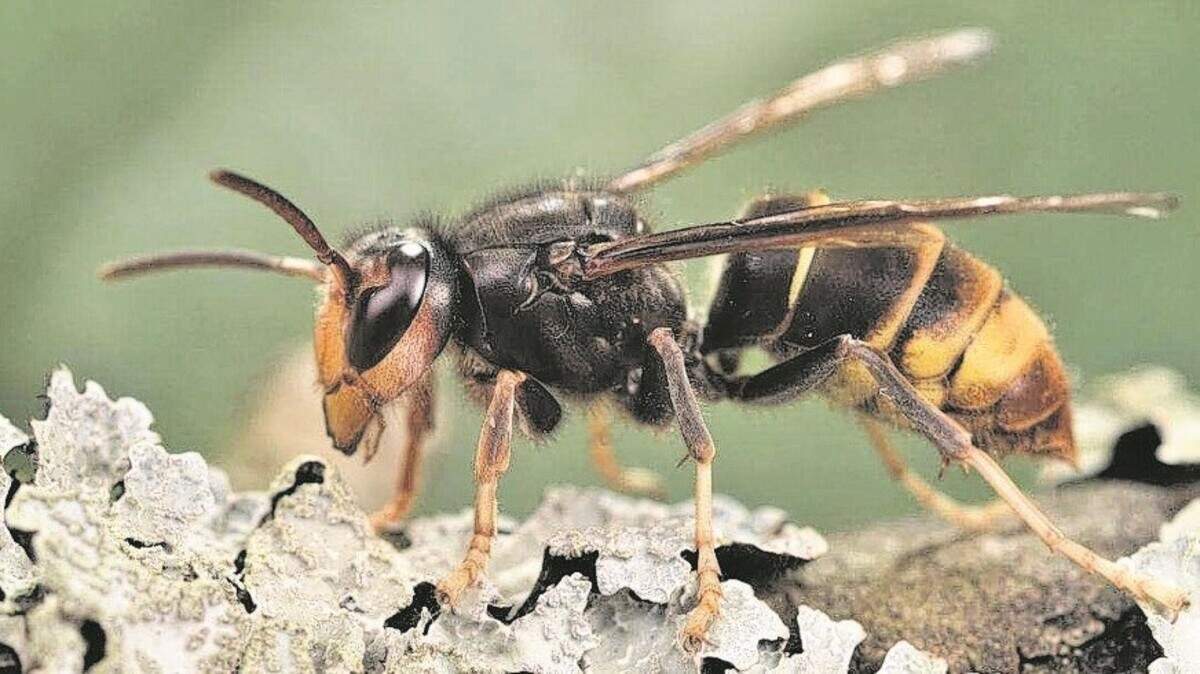 Yellow-legged hornets have been found in South Carolina, raising concerns about their effect on the beekeeping industry. The hornets are native to southeast Asia.