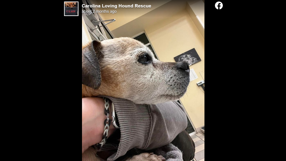 Nugget the 16-year-old dog spent his final days with his owner after a tear-filled reunion.