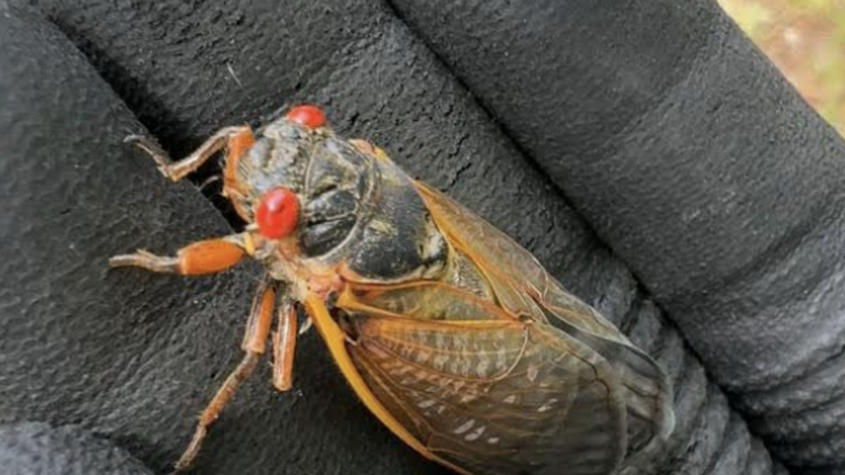 This photo taken Tuesday, April 16, 2024, shows a Brood XIX cicada.
