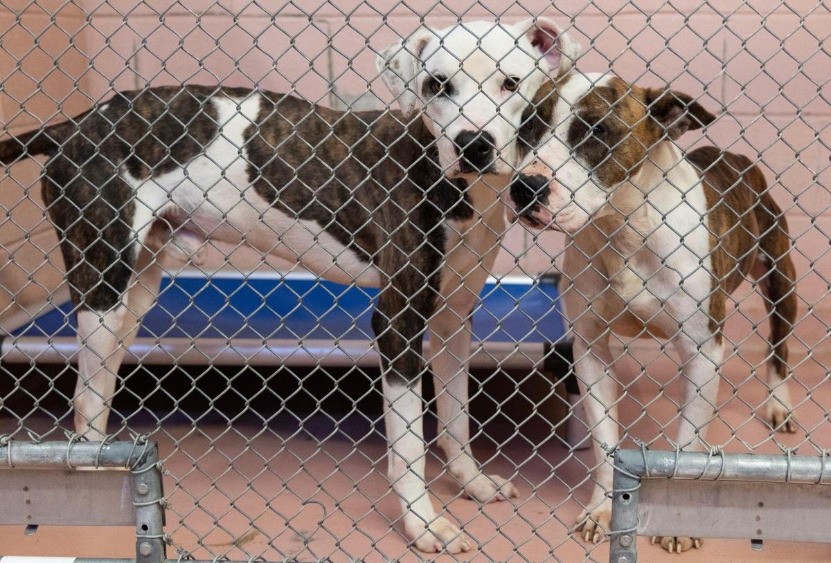 The City of Columbia Animal Services building on Thursday, November 16, 2023.