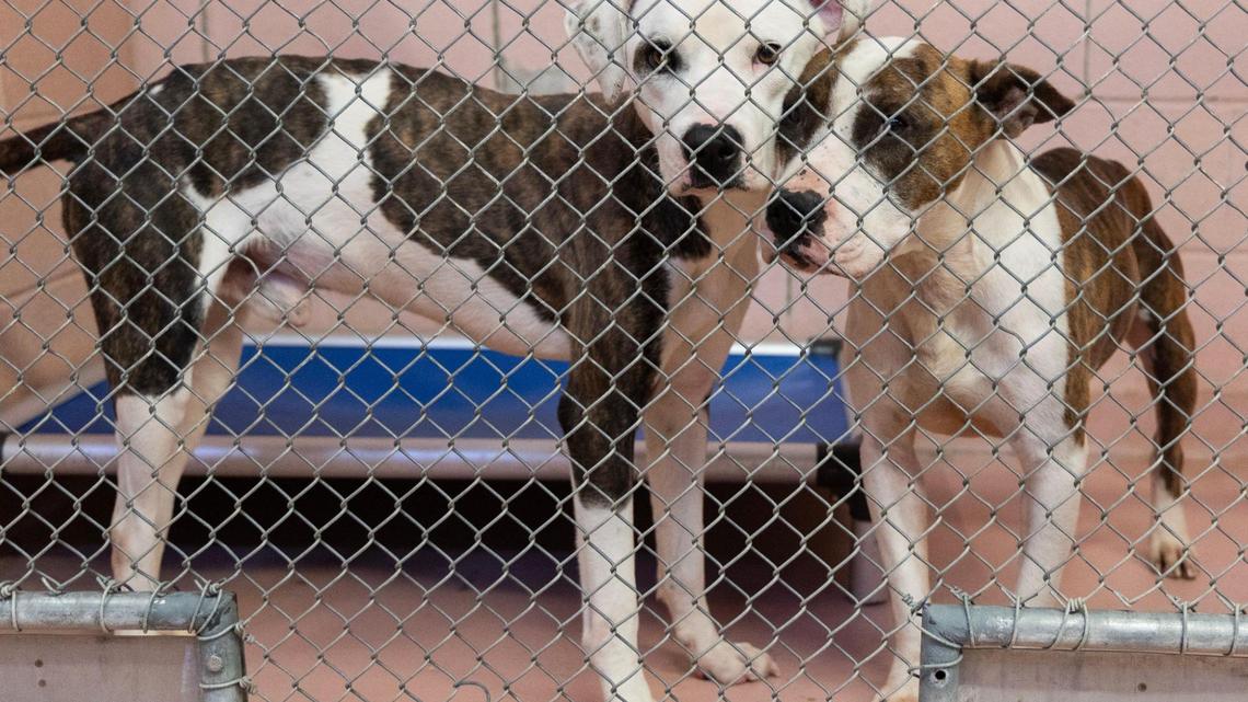 The City of Columbia Animal Services building on Thursday, Nov. 16, 2023.