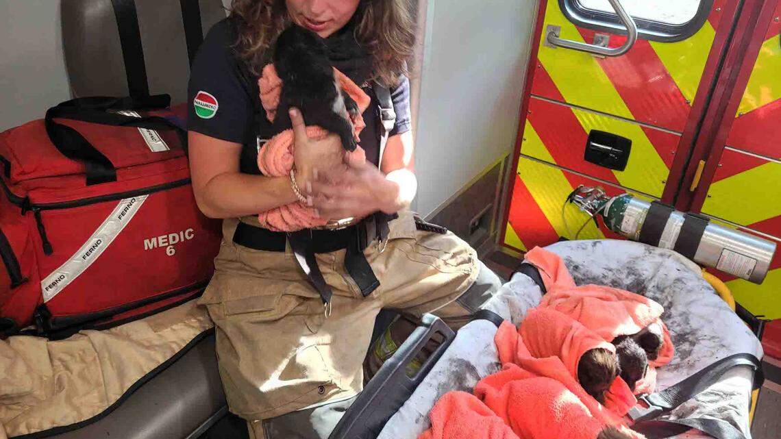 All eight puppies were rescued from the burning building, officials said.