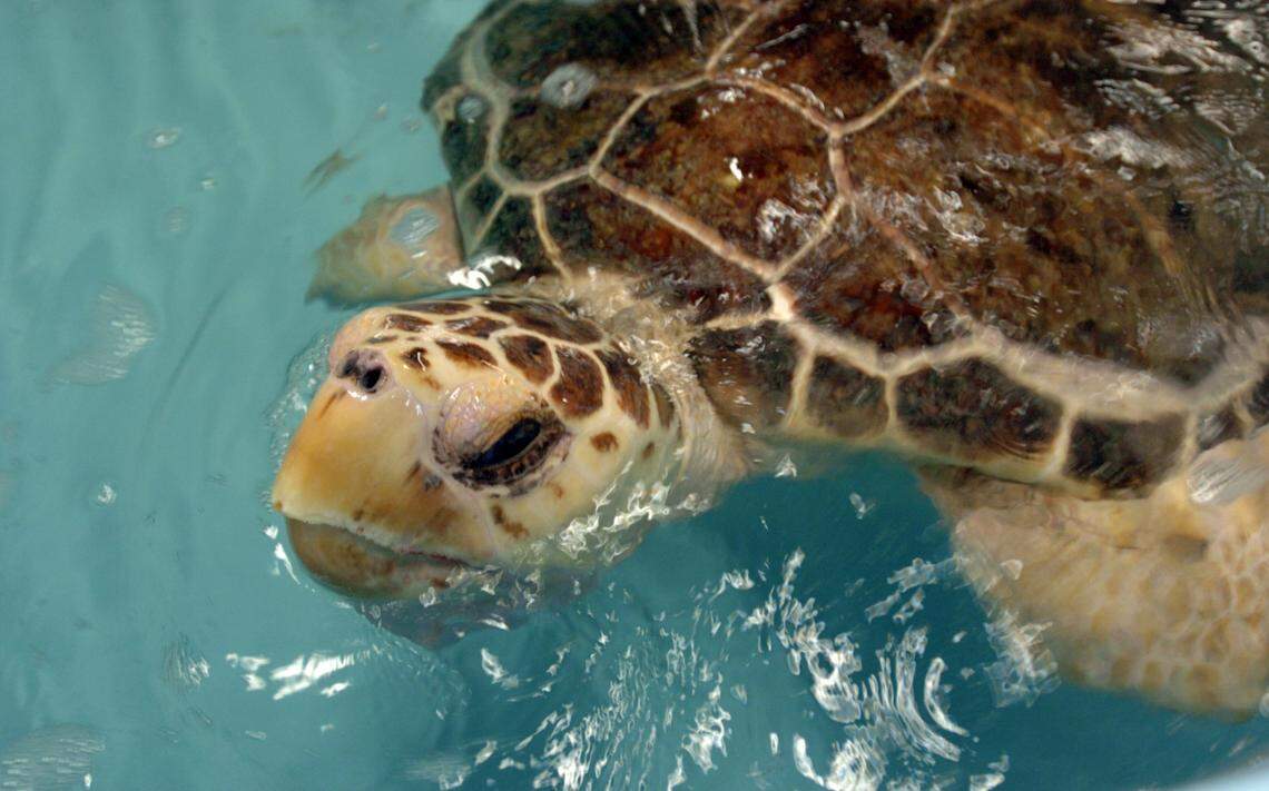 A bill proposed in the South Carolina Senate would ban the commercial trade of reptiles and amphibians in the state.