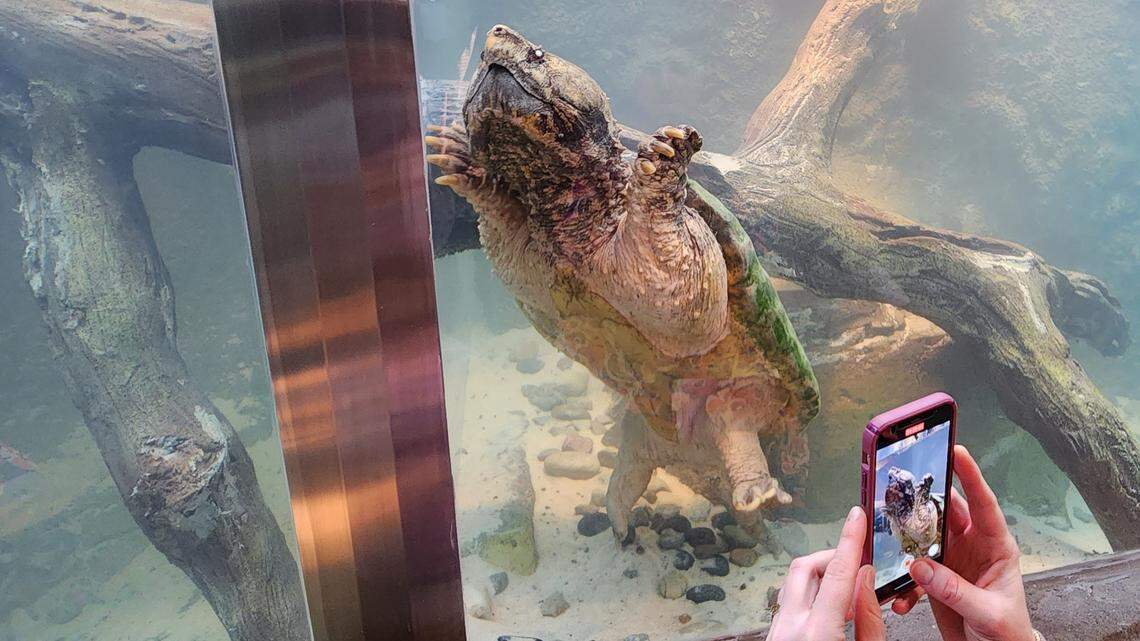 An alligator snapping turtle at Riverbanks Zoo. The Darnall W. and Susan F. Boyd Aquarium & Reptile Conservation Center opens March 2 at Riverbanks.