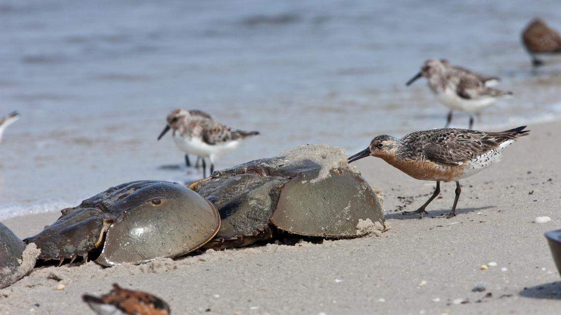 A red knot picks eggs off the shell of a female horseshoe crab. The male crab is the smaller one behind her.